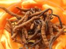 Cordyceps Sinensis